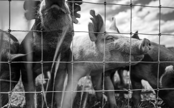 PSD se opune proiectului de lege care interzice exportul de animale vii din România